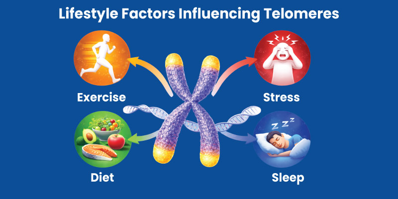 Lifestyle factors affecting telomeres and aging