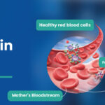 thalassemia in pregnancy red blood cell disorder affecting hemoglobin