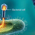 Phage therapy uses bacteriophages