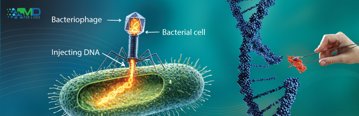 Phage therapy uses bacteriophages