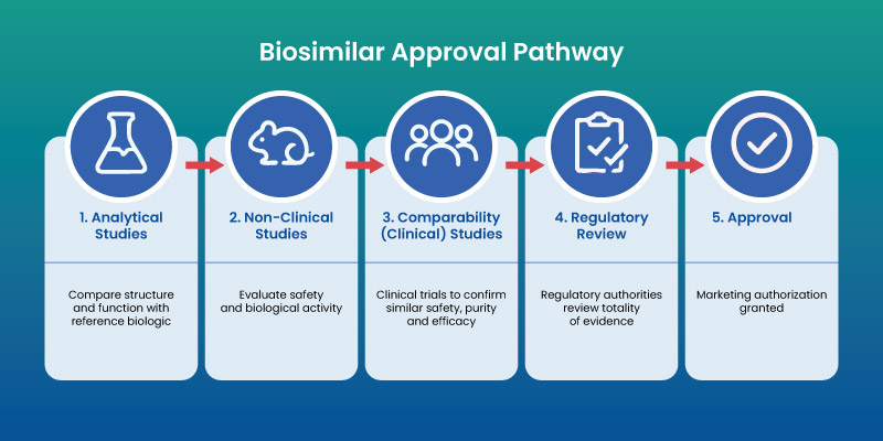 fda approval process for biosimilars showing clinical and regulatory pathway
