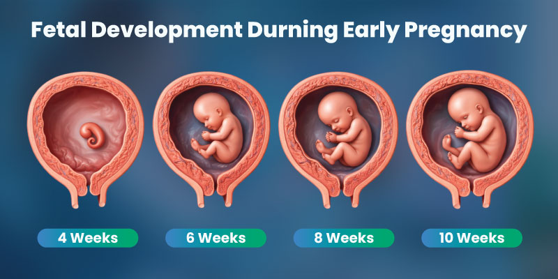 Diagram showing fetal development and common birth defects