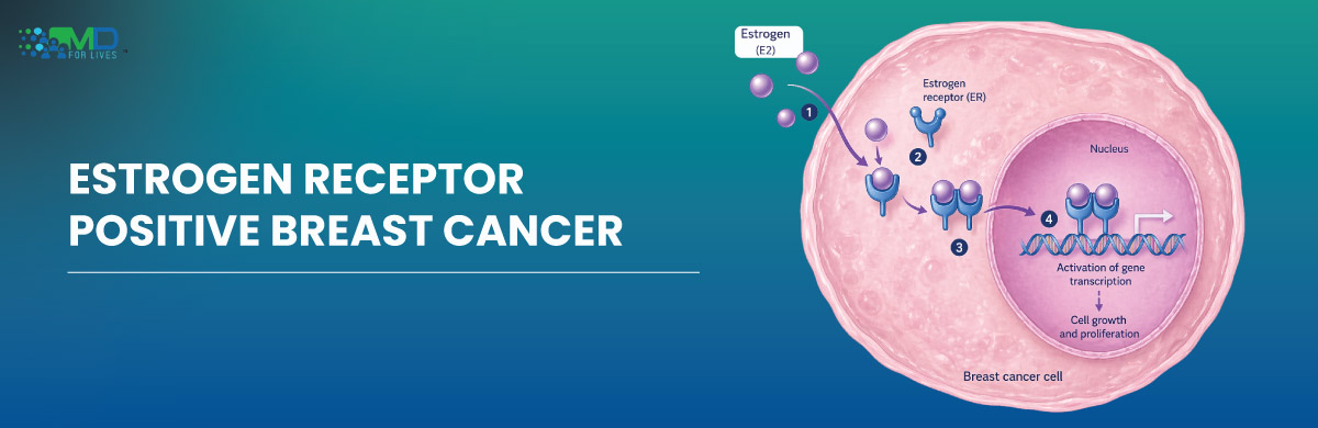 Estrogen Receptor Positive Breast Cancers