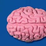 fentanyl vaccine antibodies binding to fentanyl molecules in bloodstream