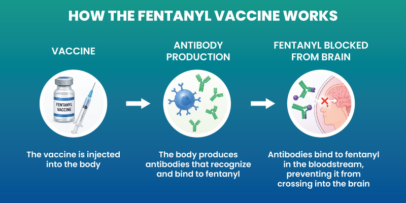 how fentanyl vaccine works blocking fentanyl from reaching the brain