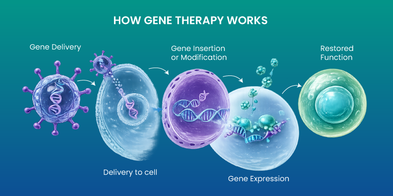gene therapy mechanism showing gene delivery into cells