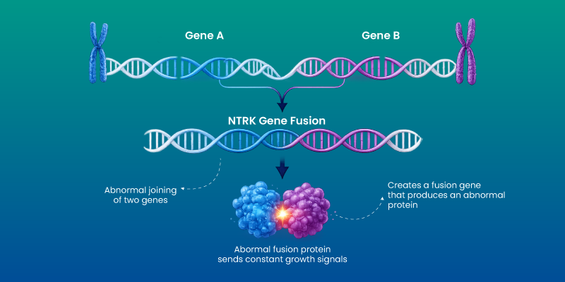 ntrk gene fusion illustration showing abnormal gene joining