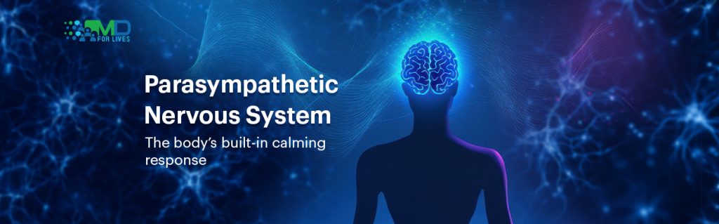 Parasympathetic Nervous System